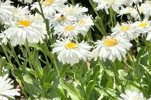 12 Wintergreen Rd, Mashpee, MA 02649 - Photo 29