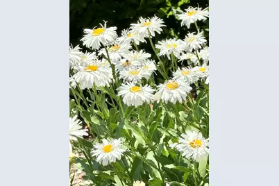 12 Wintergreen Rd, Mashpee, MA 02649 - Photo 37