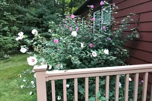 52 Orchard St, Medfield, MA 02052 - Photo 41