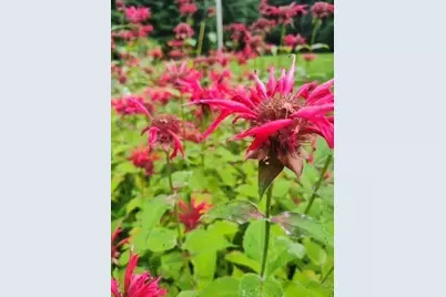 78 Milford St, Upton, MA 01568 - Photo 37