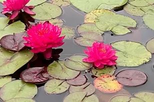 15 Ralsie Rd, Rehoboth, MA 02769 - Photo 29