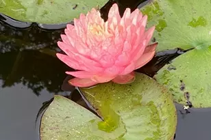 15 Ralsie Rd, Rehoboth, MA 02769 - Photo 31