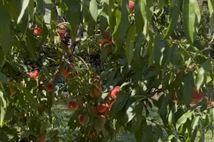 21 Barstow Dr, Braintree, MA 02184 - Photo 29