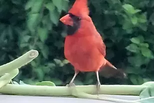 26 Carlson Ln, Barnstable, MA 02668 - Photo 29