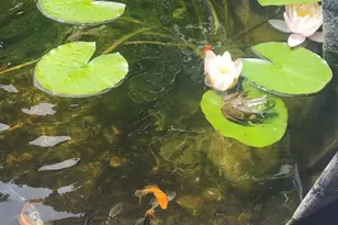 857 South St, Bridgewater, MA 02324 - Photo 9