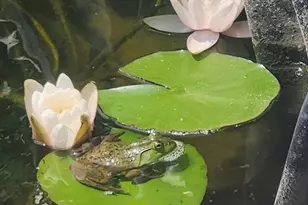 857 South St, Bridgewater, MA 02324 - Photo 11