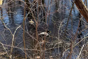 31 Swing Dr, Berkley, MA 02779 - Photo 29