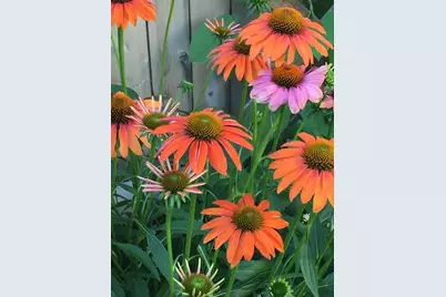 62-64 Flett Rd #64, Belmont, MA 02478 - Photo 27