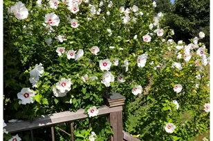 17 Story St, Rockport, MA 01966 - Photo 41