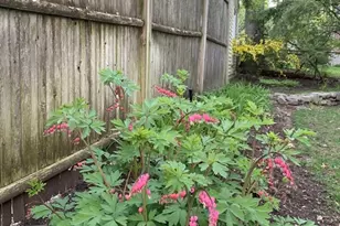 11 Lincoln St, Arlington, MA 02476 - Photo 39