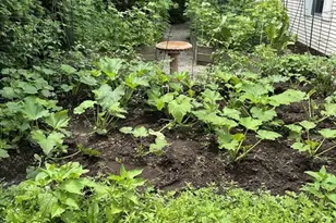 70 Salem Rd, Longmeadow, MA 01106 - Photo 35