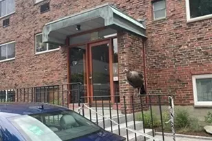 59 St Paul, Brookline, MA 02446 - Photo 11