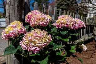 180 Walnut St, Dedham, MA 02026 - Photo 41