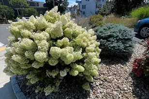 142 Pleasant St, Winthrop, MA 02152 - Photo 3