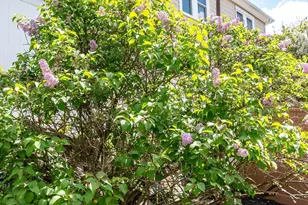 31-33 Cleveland St, Boston, MA 02136 - Photo 39