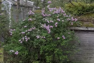 22 Vernon St, Boston, MA 02136 - Photo 15