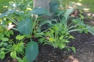 2347 N 117th St, Wauwatosa, WI 53226 - Photo 9