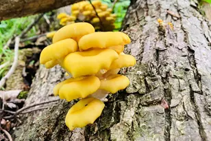 36415 Homer Valley Ln, Homer, MN 55987 - Photo 79