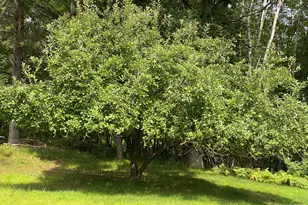 N12425 Freele Rd, Wausaukee, WI 54177 - Photo 25