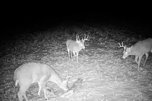 14096 Turben Ridge Rd, Clayton, WI 54655 - Photo 53