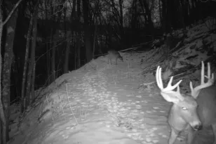 14096 Turben Ridge Rd, Clayton, WI 54655 - Photo 31