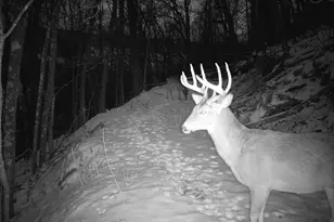 14096 Turben Ridge Rd, Clayton, WI 54655 - Photo 33