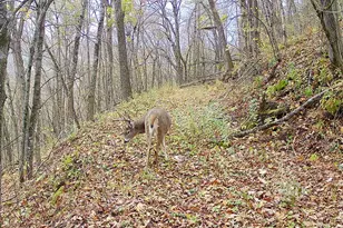 14096 Turben Ridge Rd, Clayton, WI 54655 - Photo 35