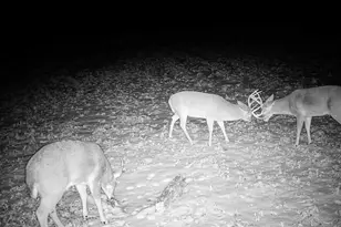 14096 Turben Ridge Rd, Clayton, WI 54655 - Photo 59