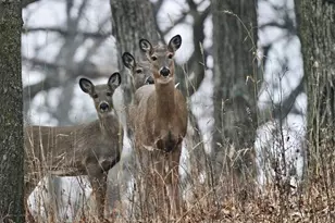 N11W31386 Fairfield Way, Delafield, WI 53018 - Photo 61