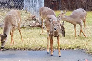 15725 Gebhardt Rd, Brookfield, WI 53005 - Photo 45