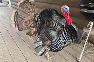 22450 Kodiak Rd, Clifton, WI 54638 - Photo 61