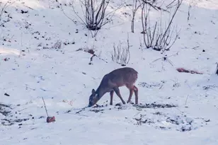 22450 Kodiak Rd, Clifton, WI 54638 - Photo 57