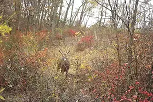 351 Acres County Road S -, Hickory Grove, WI 53805 - Photo 69