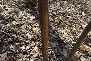 S4108 Haugrud Hollow Rd, Webster, WI 54639 - Photo 47