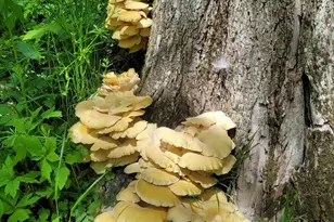 S4108 Haugrud Hollow Rd, Webster, WI 54639 - Photo 51