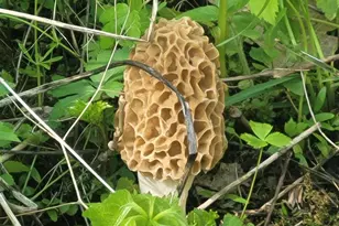 S4108 Haugrud Hollow Rd, Webster, WI 54639 - Photo 39