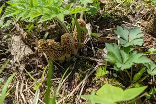 S4108 Haugrud Hollow Rd, Webster, WI 54639 - Photo 65