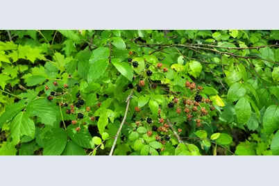 S4108  Haugrud Hollow Rd, Webster, WI 54639 - Photo 53