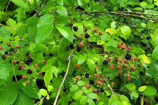 S4108 Haugrud Hollow Rd, Webster, WI 54639 - Photo 53