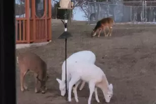 N6190 County Rd F, Concord, WI 53178 - Photo 83