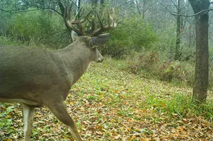 19249 State Hwy 56 -, Marshall, WI 53581 - Photo 57