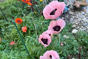 131 Oakland Ave, Mukwonago, WI 53149 - Photo 41