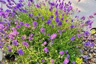 N13703 Canar Rd, Trempealeau, WI 54661 - Photo 77