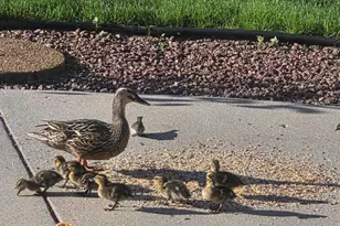 N106W16330 Fieldstone Pass, Germantown, WI 53022 - Photo 33