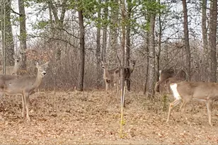 N11024 Deer Lake Rd, Stephenson, WI 54104 - Photo 67