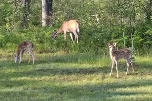 N11024 Deer Lake Rd, Stephenson, WI 54104 - Photo 75