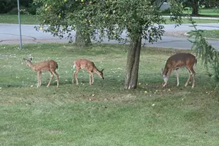 S17W37015 Henry St, Ottawa, WI 53118 - Photo 41