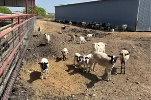 4610 Pfeil Rd Rd, Converse, TX 78109 - Photo 9