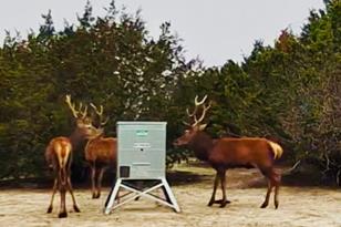 560 Heartleaf Dr, Lampasas, TX 76550 - Photo 31