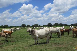 6018 County Rd 18, Damon, TX 77430 - Photo 15